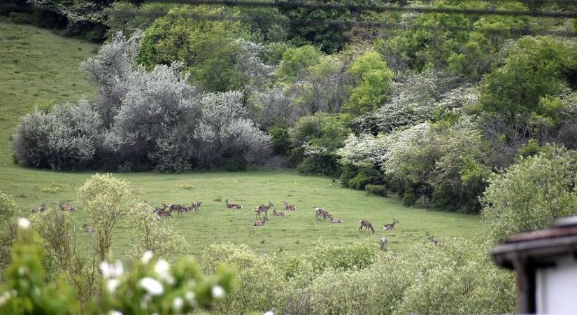 Szarvasok lepik el a Balaton déli partját: Kerekiben a lovakkal dacolnak