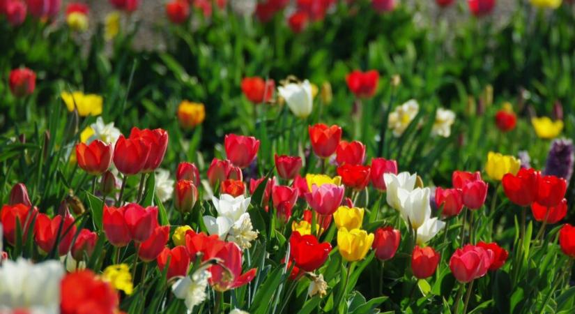 4444 szálból állt össze a különleges tulipánrekord Szőlősgyörökön