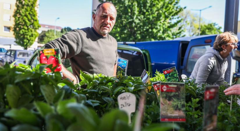 Májusi túra a szombathelyi piacon: mindenki az anyák napjára készül! - fotók