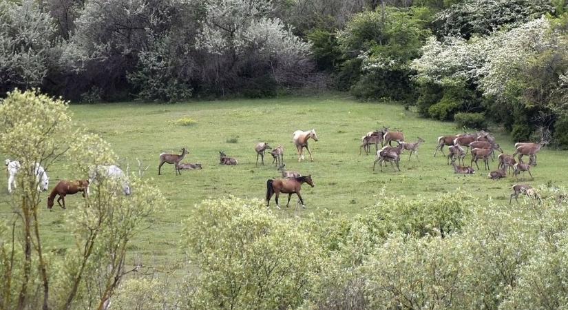 Különleges pillanatok: szarvasok és lovak együtt vették birtokba a domboldalt Kerekinél