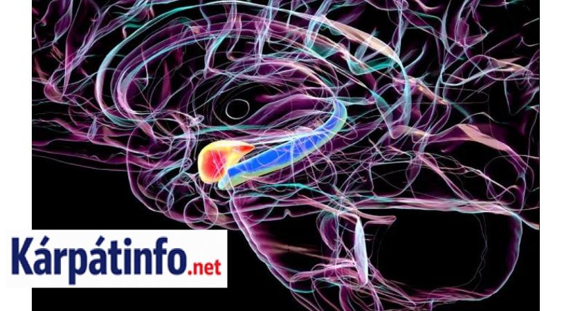Titkos fegyver az Alzheimer-kór ellen – ezen az apróságon múlik az agyad épsége