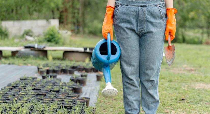 10 szárazságtűrő növény, ami a legnagyobb nyári forróságban is állja a sarat