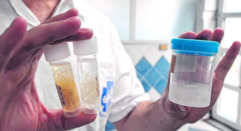Megelőzni könnyű lenne, de kezelni már nagyon költséges: rohamosan terjed a halálos betegség Szabolcsban is