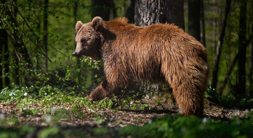Túrázók, horgászok figyelem: medvét láttak a község határában! (videó)