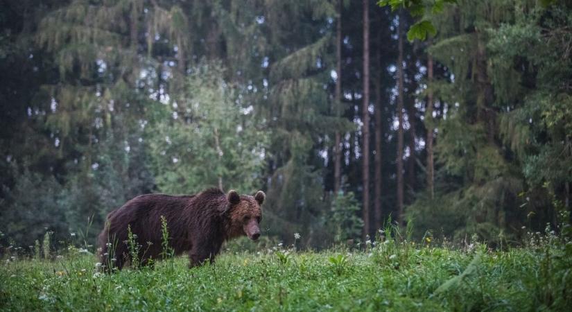 Félelem és rettegés Ostoroson - van, aki haza sem mer menni