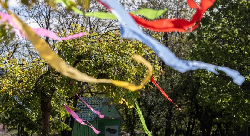 Csonka ünnep Dunaharasztiban: a díszeket levágták, a májusfa törzsét pedig elvitték