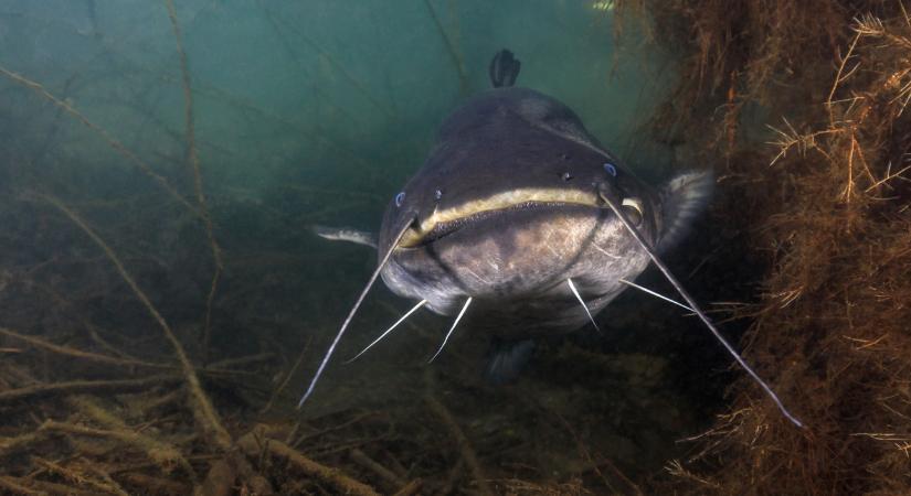 Furcsa harcsát fogtak ki a Tisza-tóból – szakértő válaszolt a fotó alapján