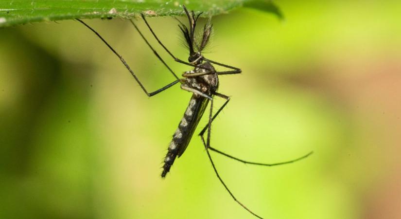 Megcsípte egy szúnyog a 12 éves Bélát, térdtől lefelé lebénult a lába