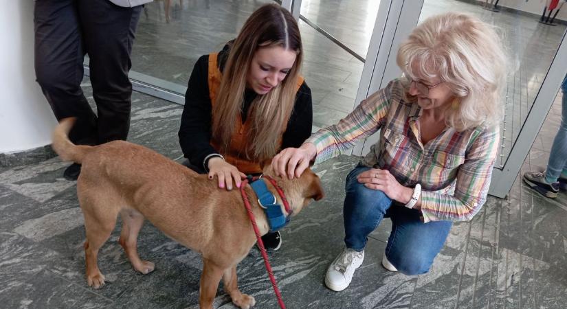 Kutyák az irodában: egy program, ami mindenkinek jót tesz