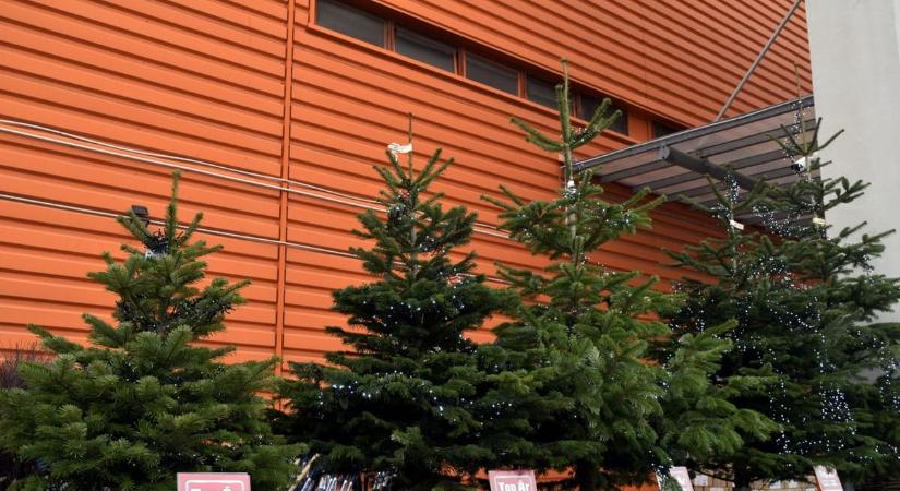 Elbúcsúzhat a Kárpát-medence a karácsonytól: földrengésszerű klímaváltozás zajlik Magyarországon, veszélyben a fenyőfák