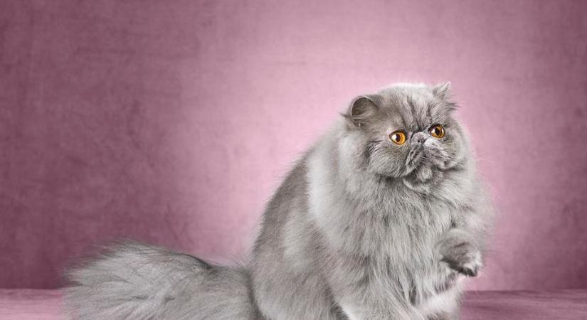 Baj, ha a macska így viselkedik? – Kvíz