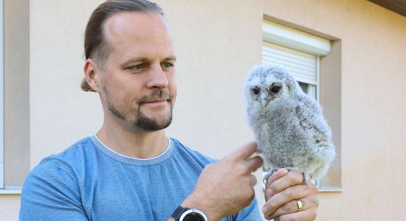 A csipogásuk ne tévessze meg! Nem minden magányos fióka árva, csak a táplálékot hozó szülei vár