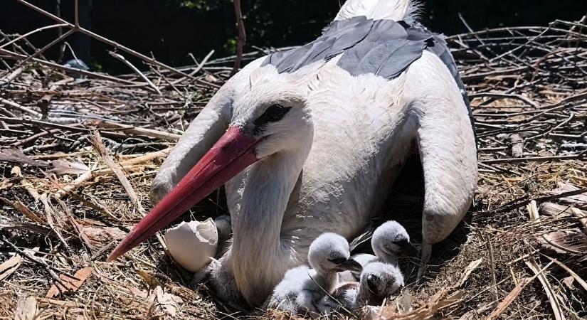 Szofi és Macus ötödik fiókája is kikelt – Anyák napjára jöhet az utolsó csoda? ( videó)
