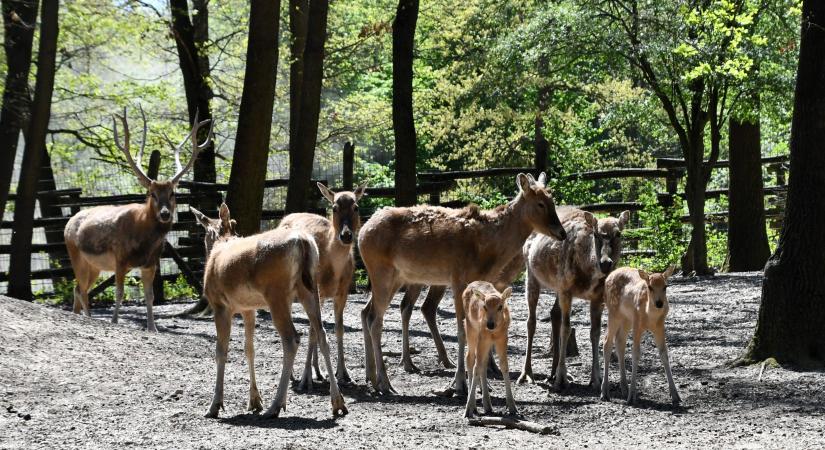 Különleges borjak születtek Miskolcon