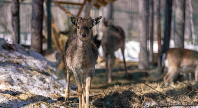 Elképesztően édes Dávid-szarvas borjak születtek a miskolci állatkertben