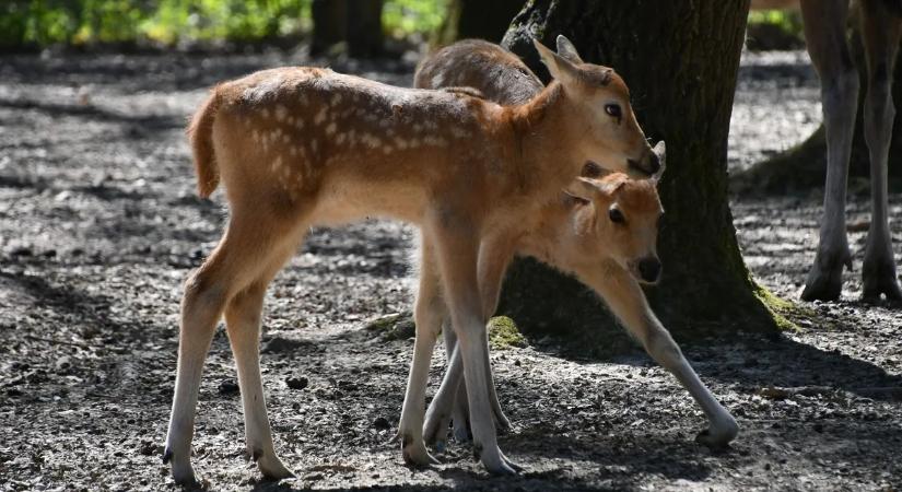 Dávid-szarvas borjak születtek a miskolci állatkertben