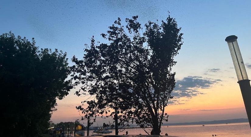 Elmarad az invázió - Nyugodtabb nyár jöhet a Balatonnál