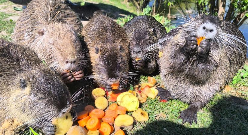 Bébibumm a tatai nutriacsaládnál: videón a víztározó legújabb cukiságai