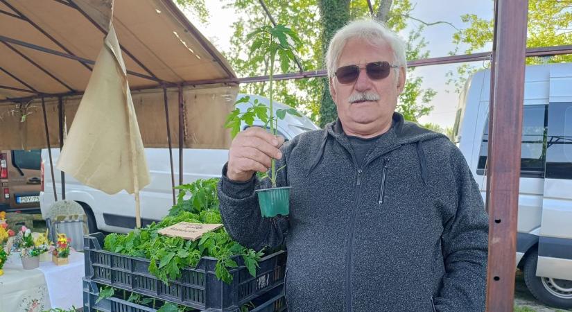 A szőlősgyöröki termelőhöz jár fél Somogy – negyvenöt éve árulja palántáit a legenda