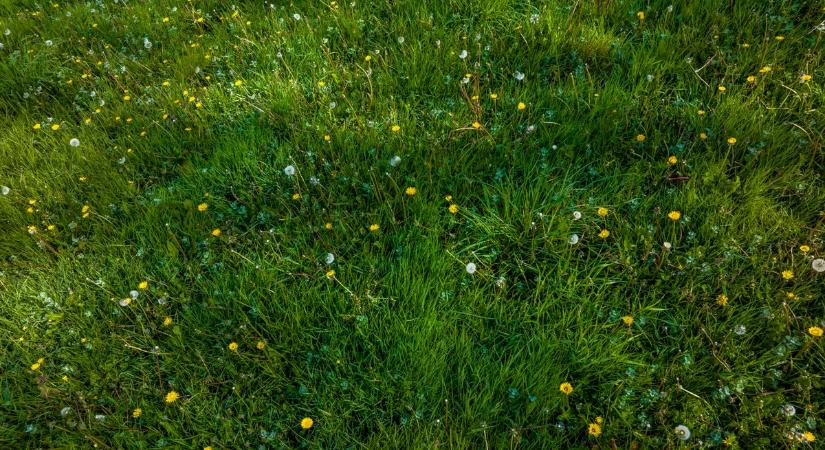 A kertedben nő a csodaszer az Alzheimer ellen