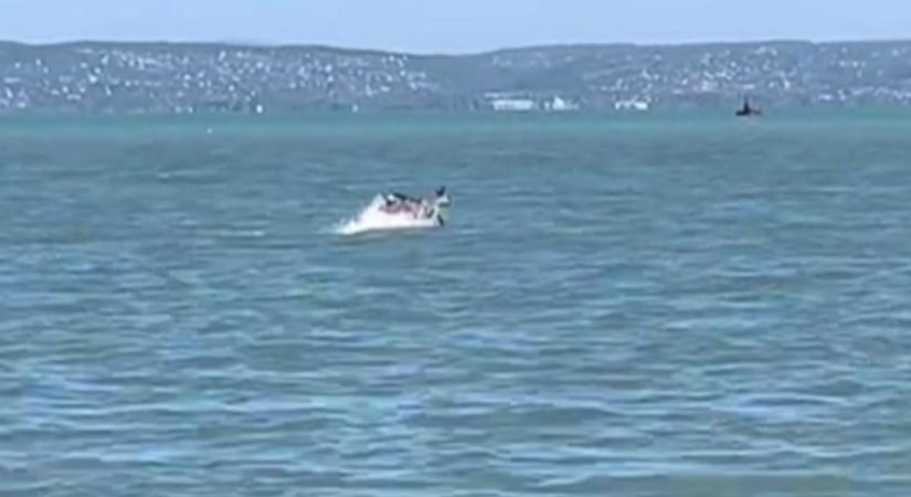 Na ilyet még tuti nem láttál! Megkergült őz ugrált a Balatonban!