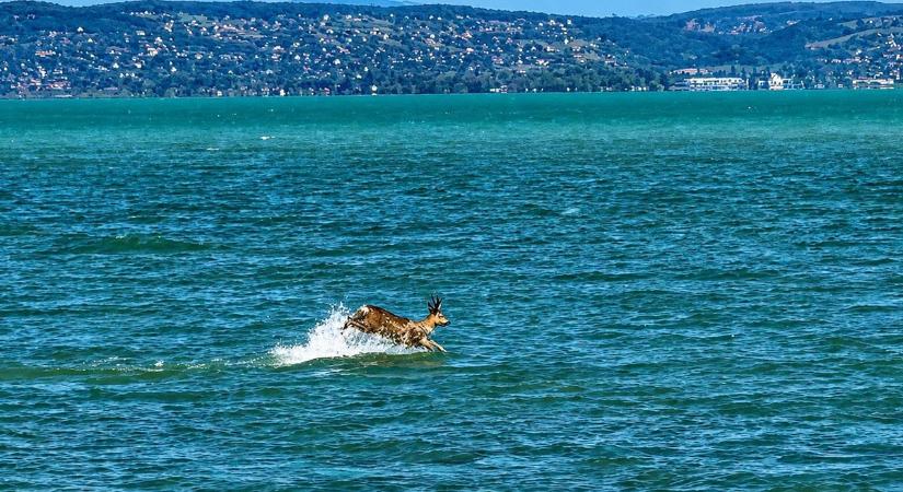 Delfin módjára száguldott az őz a Balatonban – Látványos videók az állati „duatlonról"