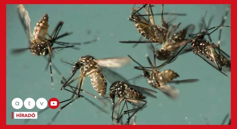 Megcsípte egy szúnyog, lebénult a lába a magyar kisfiúnak