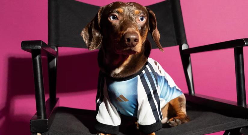 Mezeket a kutyára is – új kollekcióval hangol a vébére az Adidas