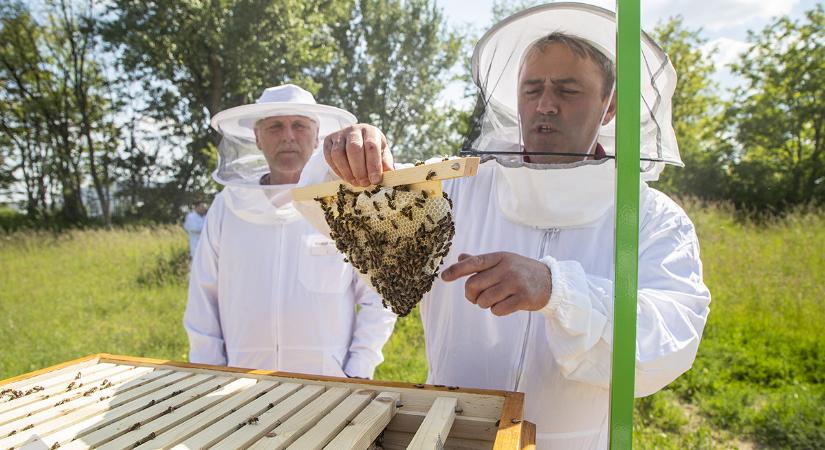 Gyógyszertámogatás a méhek kezeléséhez – Hamarosan lejár a határidő!