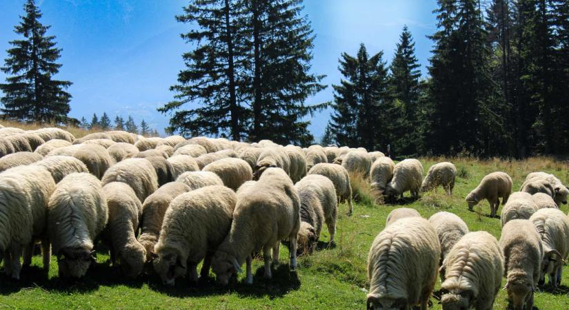 Mesterséges termékenyítés, genetika és tudatos tenyésztés a juhászatokban