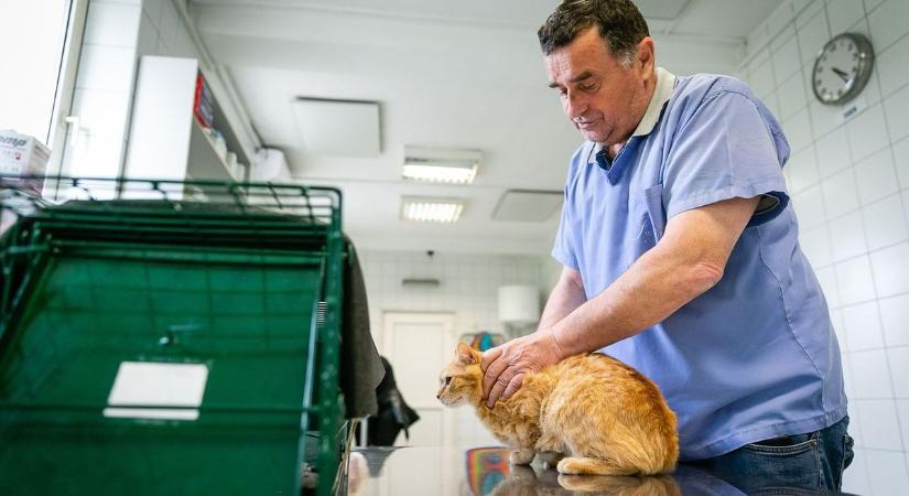 Kiderült, kiket ajánlanak a legtöbben: ők a legjobb állatorvosok Komárom-Esztergomban olvasóink szerint
