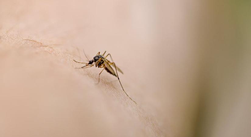 Megcsípte egy szúnyog, térdtől lefelé lebénult a 12 éves magyar fiú