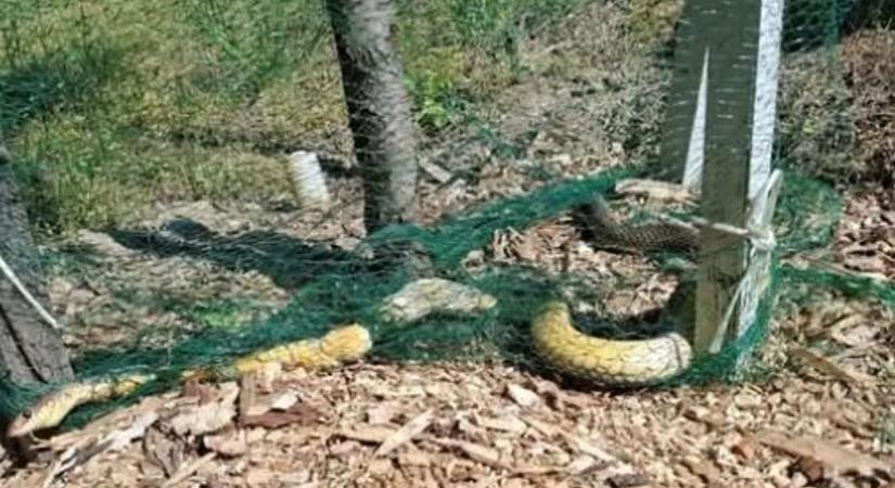 Kétségbeesett riasztás érkezett: csapdába esett egy sikló