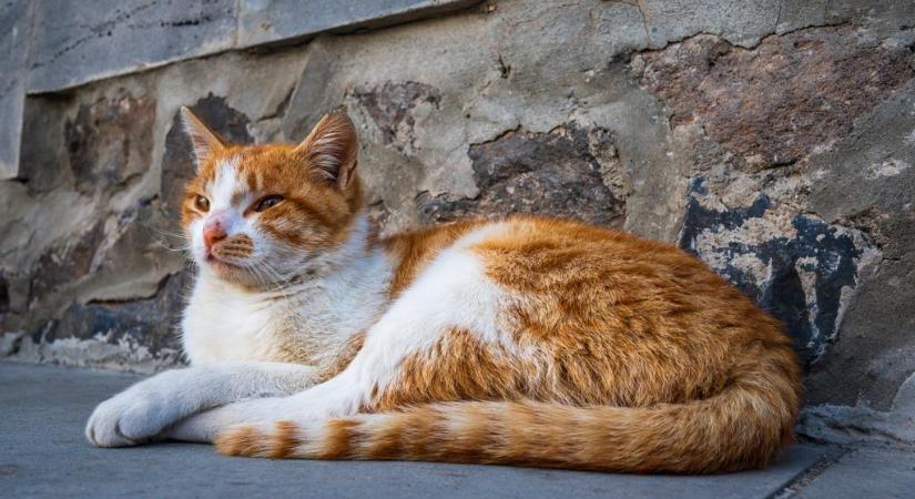 Szobrot kap Nala, a stevenage-i vasútállomás híres macskája