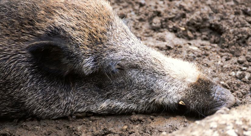 Ha elterjedtebb lenne a vadhús fogyasztás, a vadkár is kevesebb lenne