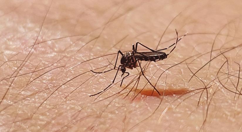 Egyik napról a másikra támadta meg a kisfiú idegrendszerét a fertőzés: a szakemberek is ritkán látnak ilyet