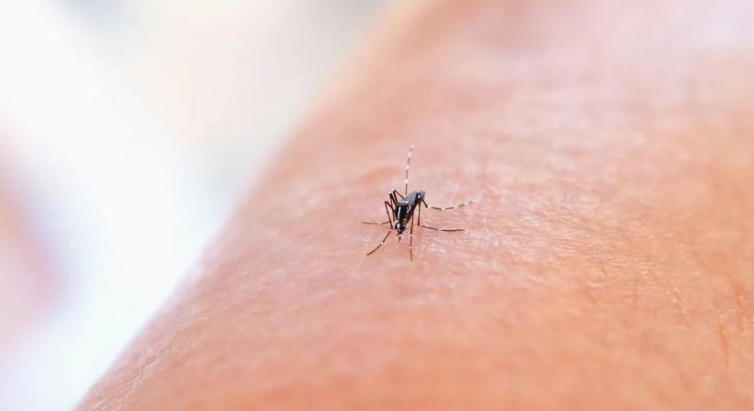 Sokkoló eset: szúnyogcsípés után került intenzívre a 12 éves fiú