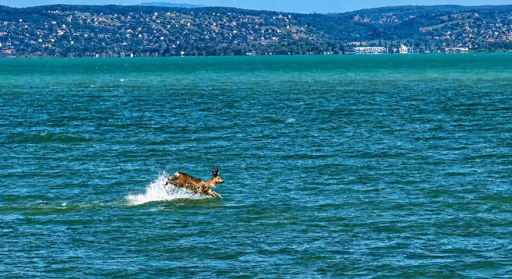Sokkot kaptak a turisták: őz fürdött a Balatonban