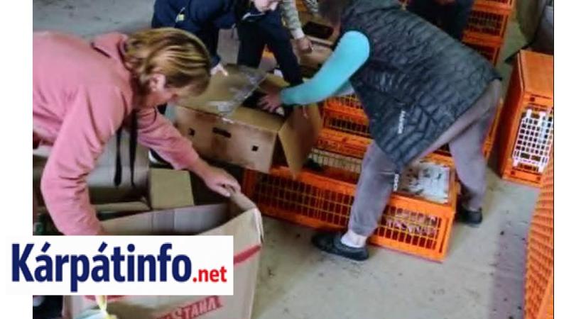 Előnevelt csibékre pályázhattak a KMNE tagcsaládjai - Önfenntartó nagycsalád