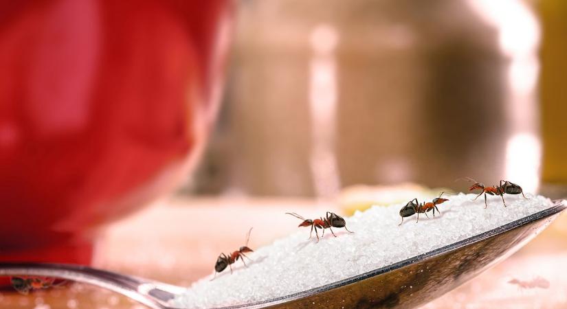 Hangyainvázió a lakásban? Így védekezhetsz ellenük vegyszermentesen, mégis hatékonyan
