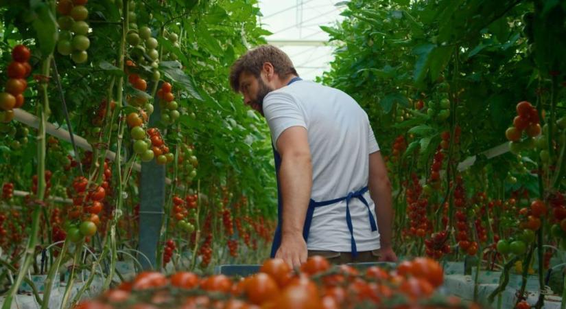 Vendégmunkás-függőség: már a marokkói paradicsomot is szubszaharaiak szedik