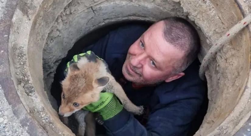 Hősies mentés a föld alatt: két nap után szabadult ki a csapdába esett kisróka