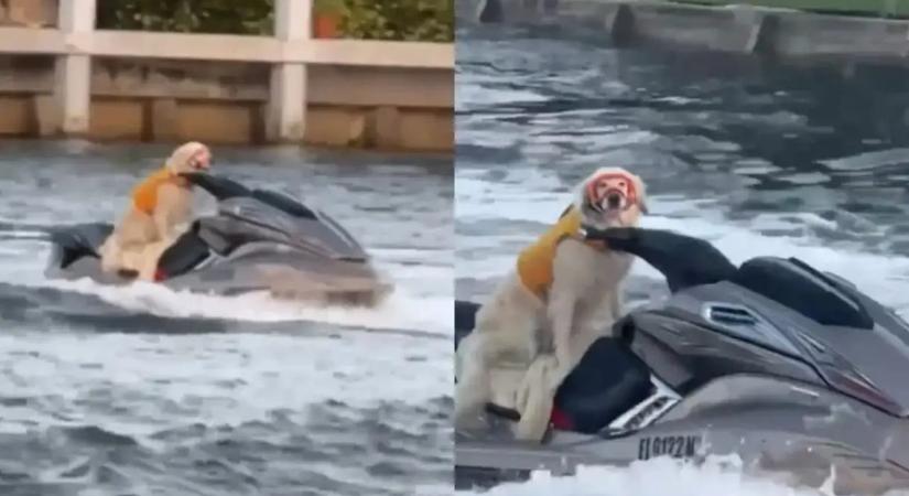 Az internet új sztárja a jetskiző kutya, akit egy lebegő férfit vezet