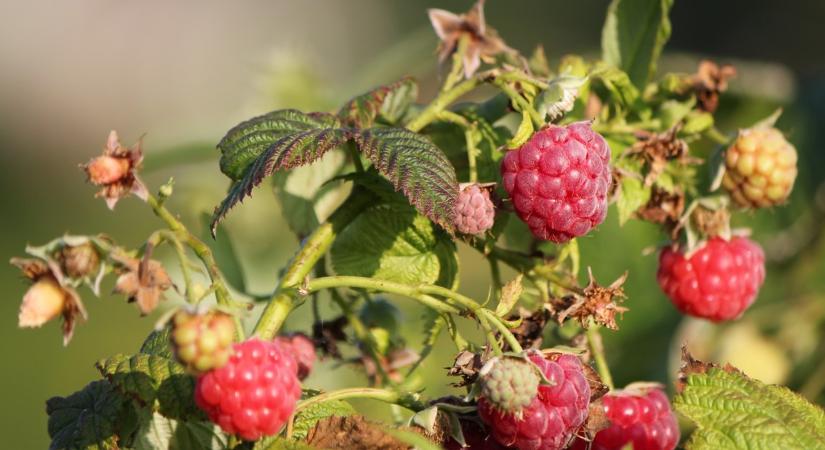 Készítsd fel a bokrodat a csúcstermésre: a málna titka nem a metszés, hanem a tápanyagpótlás