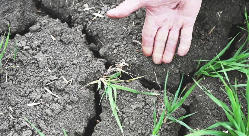 Szerdán zivatarokkal érkezik végre a nagyon várt eső, addig marad a korai nyár