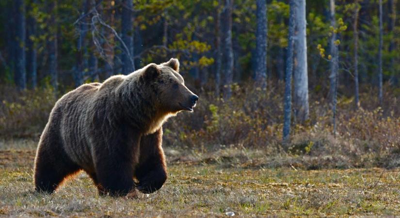 Medve „riasztott” rá a sepsiszentgyörgyi katonákra – Az állat behatolt a hegyivadász egységbe