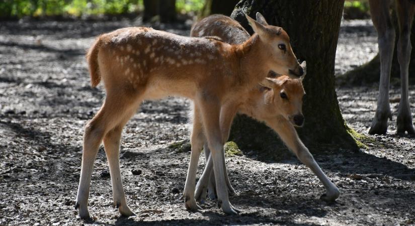 Dávid-szarvas borjak születtek a miskolci állatkertben