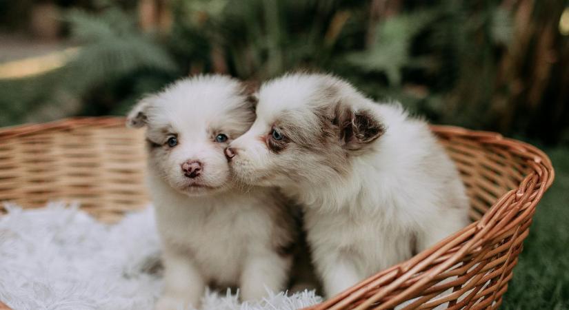Mikor és hogyan oltassuk be kiskutyánkat? Minden, amit tudni kell a védelme érdekében (videóval)