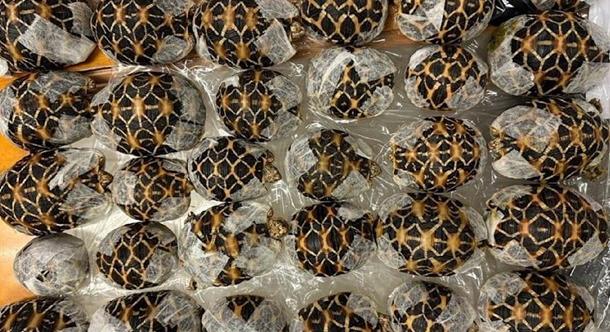 30 teknőst próbált kicsempészni a ruhája alatt egy légiutas-kísérő Thaiföldön