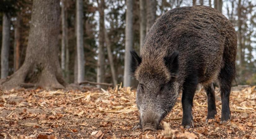 Terjed az afrikai sertéspestis, a legnépszerűbb kerékpáros versenybe is beleszólhat